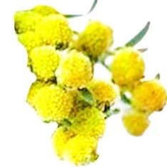 Davana blossom