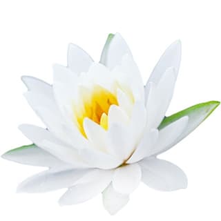 White lotus absolute