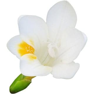Italian freesia