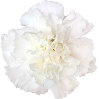 Turkish carnation