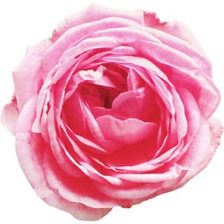 Rosa centifolia otto