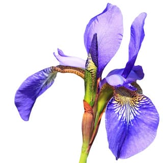 Italian iris concrete