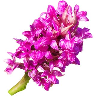 Wild orchid