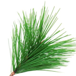 Scottish pine