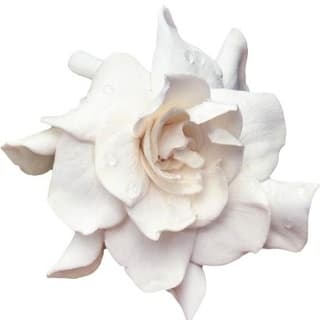 Japanese gardenia