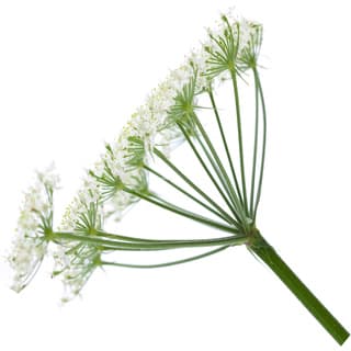Persian hogweed CO2