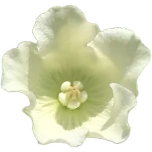 Vallaris solanacea