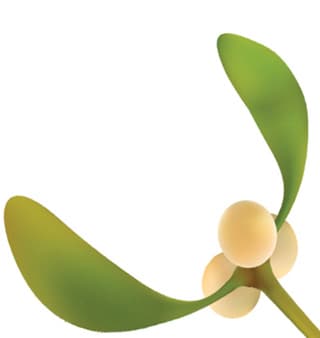 Medlar leaf