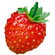Italian woodland strawberry