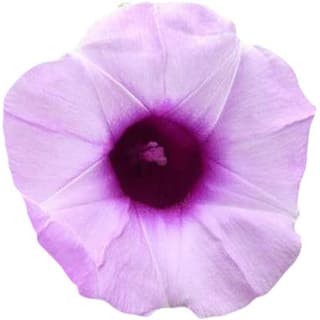 African dog rose