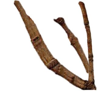 Magnolia sprig