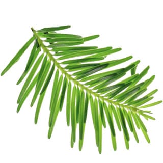 Italian silver fir