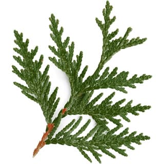 Taiwanese incense cedar