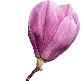 Tuscan magnolia