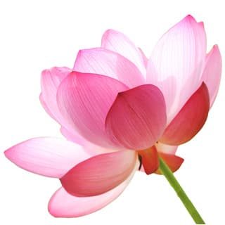 Indian lotus